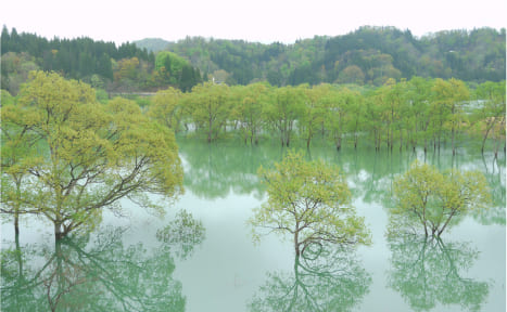 白川ダム湖岸公園の水没林